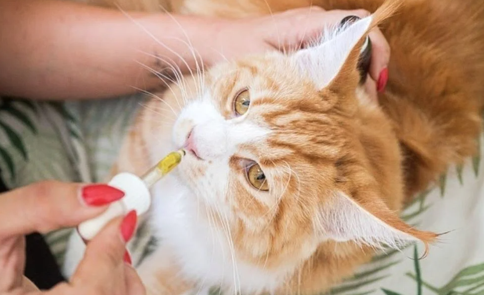WHAT IS CBD, AND WHAT ARE THE CBD BENEFITS TO ANIMALS?
