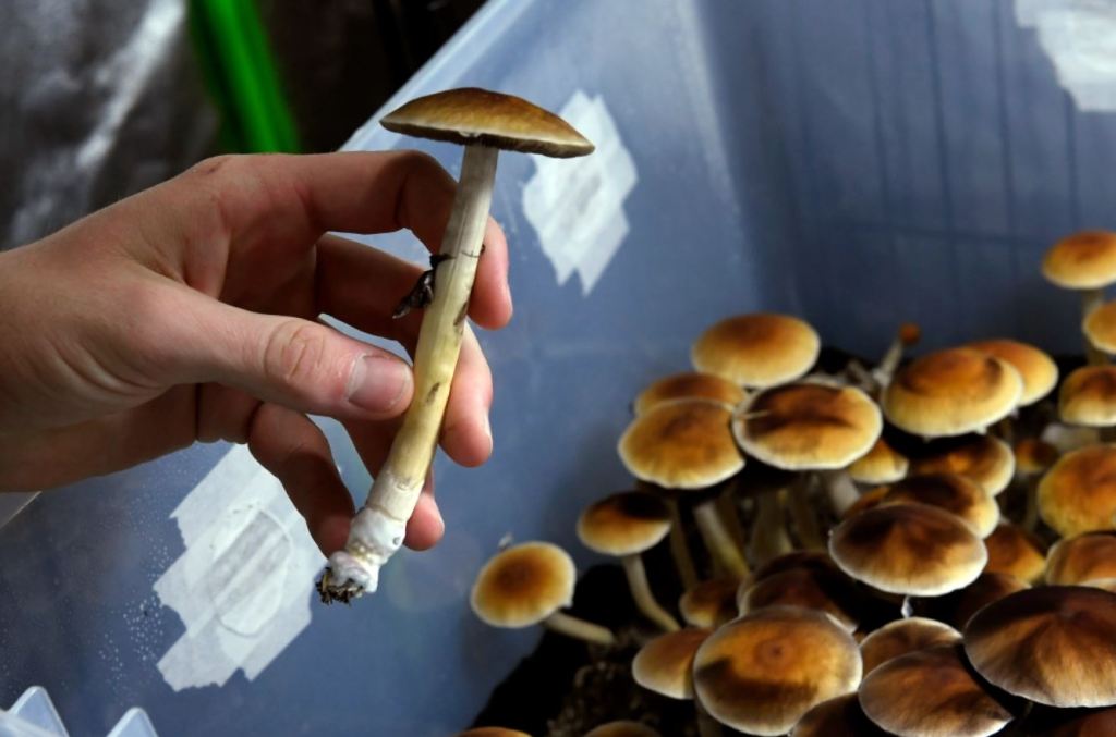 A TRUE GUIDE TO THE HISTORY OF MAGIC MUSHROOMS 