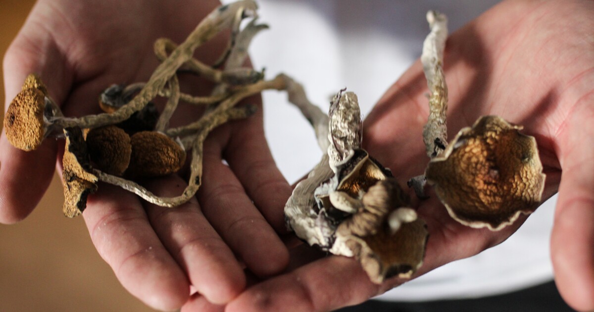 WHAT YOU NEED TO KNOW ABOUT WHY MAGIC MUSHROOMS HAVE BECOME POPULAR IN CANADA  
